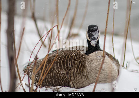 Kanadische Gans im Blizzard Stockfoto