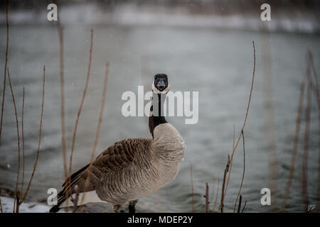 Kanadische Gans im Blizzard Stockfoto