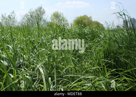 Hohes Gras die Schwingungen in sanfte Brise Stockfoto
