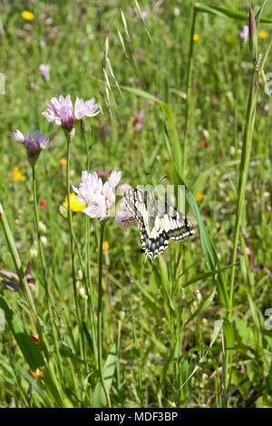 Macaone Schmetterling auf einer Blume des wilden Zwiebeln. Die Macaone Schmetterling ist vor allem in Europa und Asien gefunden. Wilde Zwiebeln (Allium schoenoprasum). Sard Stockfoto