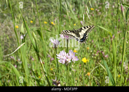 Macaone Schmetterling auf einer Blume des wilden Zwiebeln. Die Macaone Schmetterling ist vor allem in Europa und Asien gefunden. Wilde Zwiebeln (Allium schoenoprasum). Sard Stockfoto