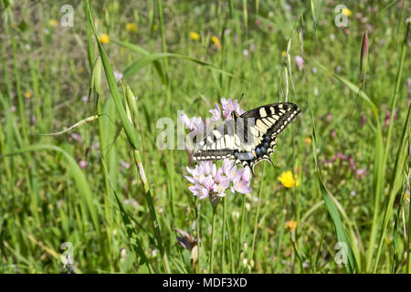 Macaone Schmetterling auf einer Blume des wilden Zwiebeln. Die Macaone Schmetterling ist vor allem in Europa und Asien gefunden. Wilde Zwiebeln (Allium schoenoprasum). Sard Stockfoto