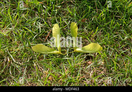 Ein paar/Ahorn/Ahorn geflügelten Samen (Früchte) auf das Gras in einer städtischen Pflanzung im östlichen Zentrum von Peking, China Stockfoto