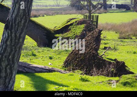 Gefallenen Eiche, zerrissen von Schlamm, und Kiefer unter lebhaften grünen Wiesen. Powderham Deer Park, Exeter, Devon, Großbritannien. April, 2018. Stockfoto