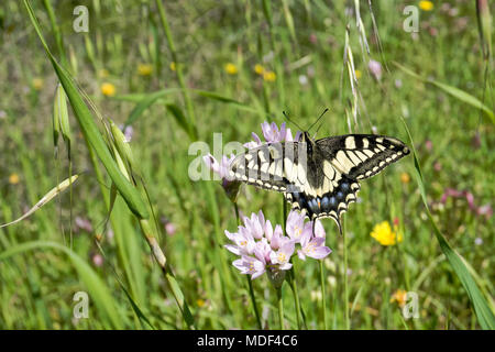 Macaone Schmetterling auf einer Blume des wilden Zwiebeln. Die Macaone Schmetterling ist vor allem in Europa und Asien gefunden. Wilde Zwiebeln (Allium schoenoprasum). Sard Stockfoto