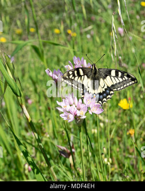 Macaone Schmetterling auf einer Blume des wilden Zwiebeln. Die Macaone Schmetterling ist vor allem in Europa und Asien gefunden. Wilde Zwiebeln (Allium schoenoprasum). Sard Stockfoto