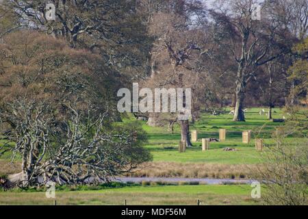 Gefallenen Baum unter Reife blattlosen Englisch Eichen in offenen Damwild Parklandschaft. Powderham Immobilien, Exeter, Devon, Großbritannien. April, 2018. Stockfoto