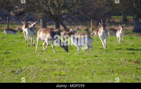 Herde laufen Damwild (Dama) Feucht in der offenen Eiche Waldland von Powderham Deer Park im Frühling. Exeter, Devon, Großbritannien. April, 2018. Stockfoto