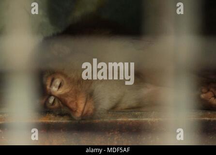 Madiun, Indonesien. 18 Apr, 2018. Beruk Primata [Macaca Nemestrina] vervollständigt die Mini Zoo in Madiun Credit: Ajun Ally/Pacific Press/Alamy leben Nachrichten Stockfoto