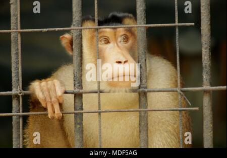 Madiun, Indonesien. 18 Apr, 2018. Beruk Primata [Macaca Nemestrina] vervollständigt die Mini Zoo in Madiun Credit: Ajun Ally/Pacific Press/Alamy leben Nachrichten Stockfoto