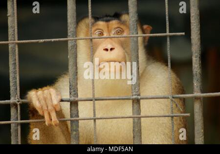 Madiun, Indonesien. 18 Apr, 2018. Beruk Primata [Macaca Nemestrina] vervollständigt die Mini Zoo in Madiun Credit: Ajun Ally/Pacific Press/Alamy leben Nachrichten Stockfoto