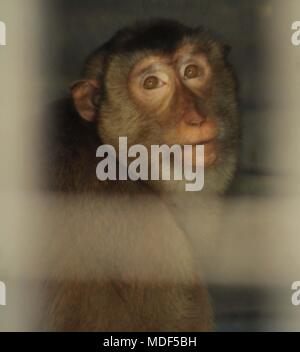 Madiun, Indonesien. 18 Apr, 2018. Beruk Primata [Macaca Nemestrina] vervollständigt die Mini Zoo in Madiun Credit: Ajun Ally/Pacific Press/Alamy leben Nachrichten Stockfoto