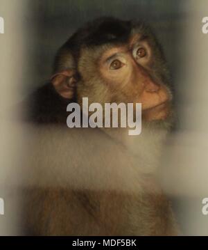 Madiun, Indonesien. 18 Apr, 2018. Beruk Primata [Macaca Nemestrina] vervollständigt die Mini Zoo in Madiun Credit: Ajun Ally/Pacific Press/Alamy leben Nachrichten Stockfoto