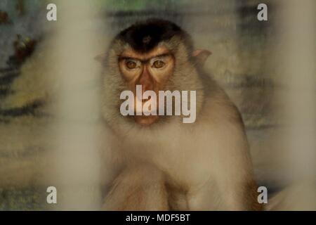 Madiun, Indonesien. 18 Apr, 2018. Beruk Primata [Macaca Nemestrina] vervollständigt die Mini Zoo in Madiun Credit: Ajun Ally/Pacific Press/Alamy leben Nachrichten Stockfoto