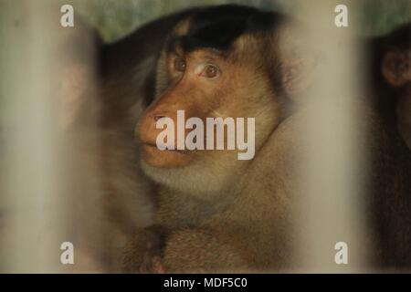 Madiun, Indonesien. 18 Apr, 2018. Beruk Primata [Macaca Nemestrina] vervollständigt die Mini Zoo in Madiun Credit: Ajun Ally/Pacific Press/Alamy leben Nachrichten Stockfoto