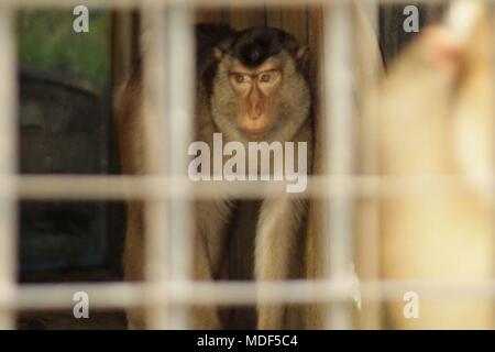 Madiun, Indonesien. 18 Apr, 2018. Beruk Primata [Macaca Nemestrina] vervollständigt die Mini Zoo in Madiun Credit: Ajun Ally/Pacific Press/Alamy leben Nachrichten Stockfoto