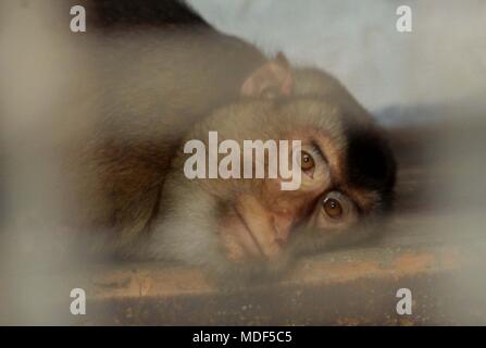 Madiun, Indonesien. 18 Apr, 2018. Beruk Primata [Macaca Nemestrina] vervollständigt die Mini Zoo in Madiun Credit: Ajun Ally/Pacific Press/Alamy leben Nachrichten Stockfoto