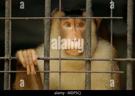 Madiun, Indonesien. 18 Apr, 2018. Beruk Primata [Macaca Nemestrina] vervollständigt die Mini Zoo in Madiun Credit: Ajun Ally/Pacific Press/Alamy leben Nachrichten Stockfoto