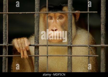 Madiun, Indonesien. 18 Apr, 2018. Beruk Primata [Macaca Nemestrina] vervollständigt die Mini Zoo in Madiun Credit: Ajun Ally/Pacific Press/Alamy leben Nachrichten Stockfoto