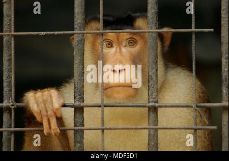 Madiun, Indonesien. 18 Apr, 2018. Beruk Primata [Macaca Nemestrina] vervollständigt die Mini Zoo in Madiun Credit: Ajun Ally/Pacific Press/Alamy leben Nachrichten Stockfoto