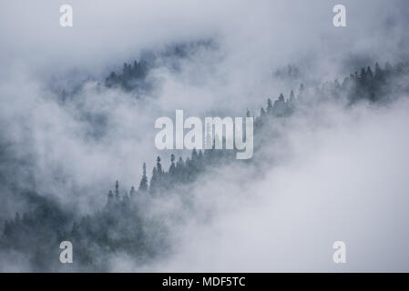 Nebel in den Bergen. Eine Wolke deckt bewaldeten Berge. Es hid einige Bereiche aber anderen dunklen Nadelwald in Dunst verhüllt zeigen Stockfoto