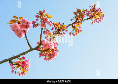 Ein Zweig der eine blühende Japanische Kirsche Baum mit Clustern von rosa Blüten gegen den blauen Himmel. Stockfoto