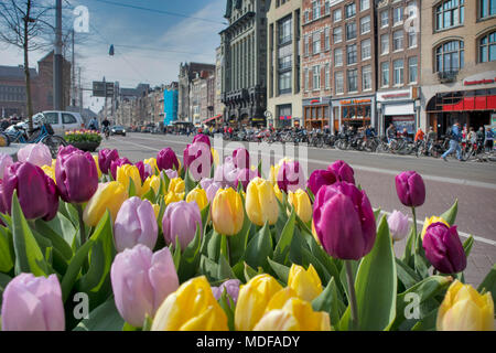 Amsterdam, Niederlande - 14 April 2018 Fassaden des holländischen Häuser über den Kanal mit frischen Tulpen Blumen, Amstardam, Niederlande Stockfoto