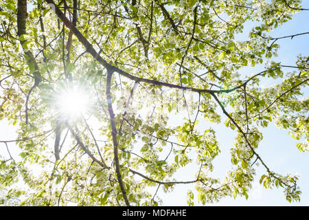 Ansicht von unten der Zweige von einem blühenden Baum mit den Strahlen der Sonne, die durch die weissen Blüten und Laub. Stockfoto