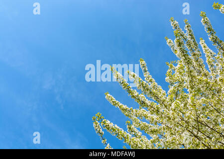 Ansicht von unten der Zweige des einen blühenden Baum, beladen mit kleinen weißen Blüten gegen den blauen Himmel. Stockfoto