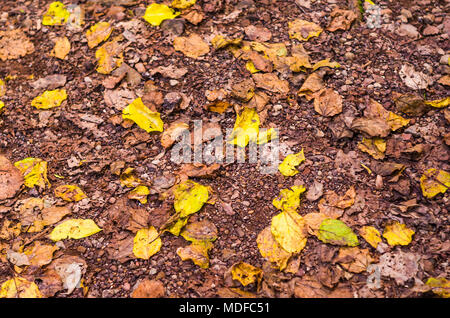 Tolles Konzept des Herbstes, getrocknete gelbe Blätter auf dem Boden. Stockfoto