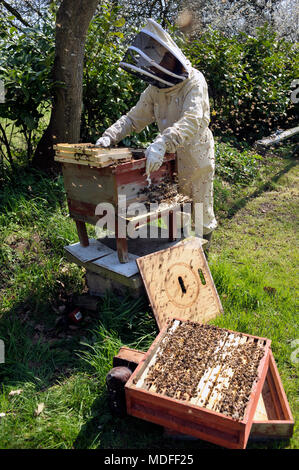 Imker Inspektion Bienenvolk im Frühjahr Stockfoto