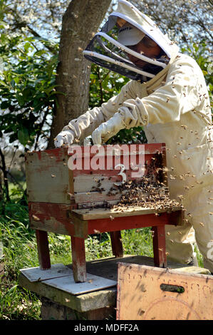 Imker Inspektion Bienenstock und Bienenvolk Gesundheit im Frühjahr Stockfoto