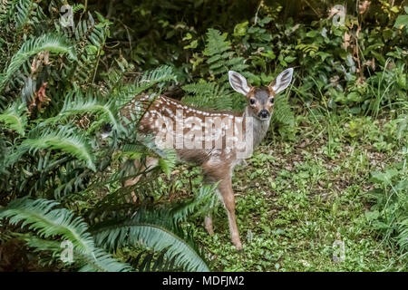 Teilweise unter Farnen und Adlerfarn verborgen, ein winziges beschmutzt Blacktail reh Rehkitz aus dem Wald, mit Blick direkt in die Kamera. Stockfoto