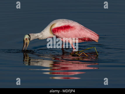 Rosalöffler Morgenlicht Stockfoto