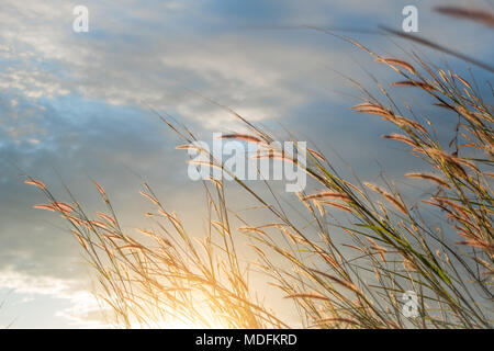 Feder pennisetum bei Sonnenuntergang. Dramatische und malerischen Abend Szene. Warme straffende Wirkung. Soft ausgewählt. Stockfoto