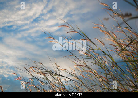 Feder pennisetum bei Sonnenuntergang. Dramatische und malerischen Abend Szene. Warme straffende Wirkung. Soft ausgewählt. Stockfoto