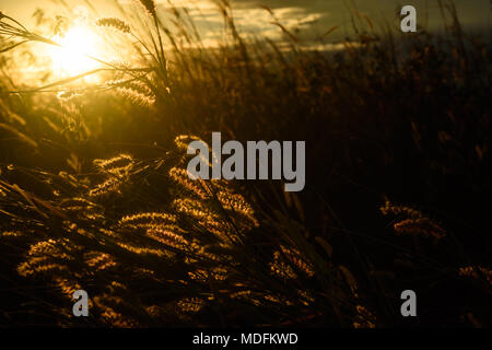 Feder pennisetum bei Sonnenuntergang. Dramatische und malerischen Abend Szene. Warme straffende Wirkung. Soft ausgewählt. Stockfoto