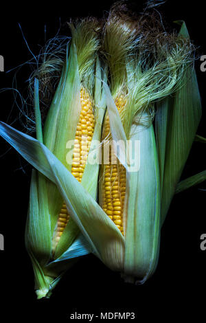 In der Nähe von zwei Ähren auf schwarzem Hintergrund Stockfoto