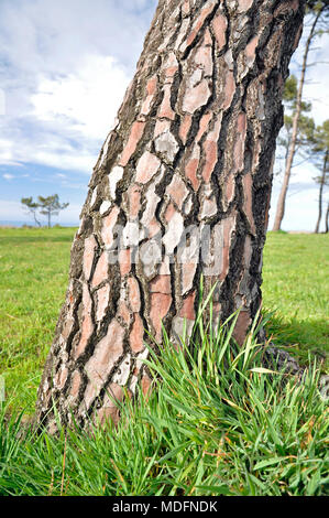 Stammbasis und Rinde einer Seekiefer (Pinus Pinaster) bei Pinos Altos Aussichtspunkt und Erholungsgebiet in Salinas (Castrillón, Asturien, Spanien) Stockfoto