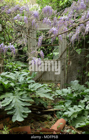 Alte kaputte Tür in bewachsenen Garten des verlassenen Hauses. Stockfoto