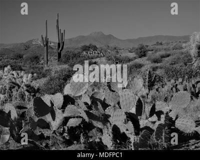 Arizona Wüste Szenen in Schwarz und Weiß östlich von Mesa, Arizona. Stockfoto