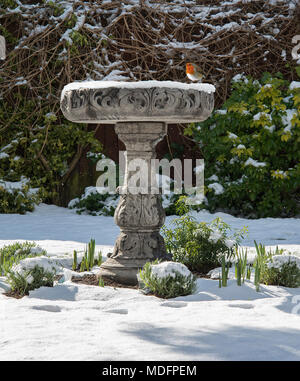 Robin sitzt auf einem Vogelbad im Schnee, Heswall, England, Vereinigtes Königreich Stockfoto