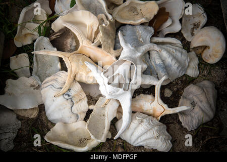 Muschel am Strand vor dem Hintergrund des gebrochenen Shells. Andamanen und Nikobaren Indien. großen weißen Muscheln aus Muscheln mit Dornen Stockfoto