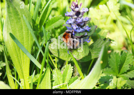 Eine bunte schönes Bild einer Biene auf Blume Nektar Stockfoto
