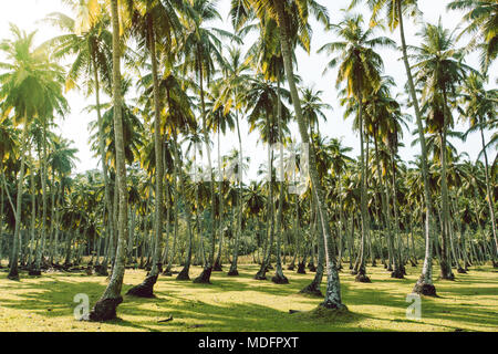 Rasen und Palmen Insel Teneriffa Loro Parque. dicht wachsenden Kokospalmen, die sich in einem tropischen Garten. Exotische Landwirtschaft. Long Island. Andaman und Nico Stockfoto