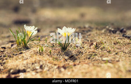 Gruppe von Weißen Krokusse blühen im Frühling Stockfoto