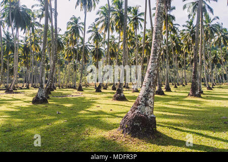 Park von Kokospalmen mit langen Leitungen. Palmen in tropischen Park. dicht wachsenden Kokospalmen, die sich in einem tropischen Garten. Exotische Landwirtschaft Stockfoto