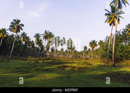 Landwirtschaftliche Plantage von Palmen mit Kokosnüssen in der indischen Provinz.. Hohe üppigen Palmen, viele Bäume, auf einem grünen Hügel, Ansicht einer Grove b Stockfoto