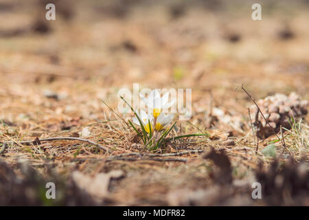 Gruppe von Weißen Krokusse blühen im Frühling Stockfoto