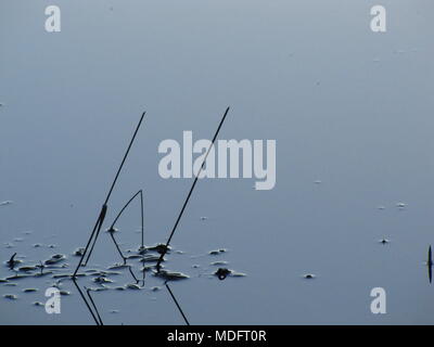 Schilf im Wasser am Kopf des Chezzetcook, Nova Scotia, Kanada Stockfoto